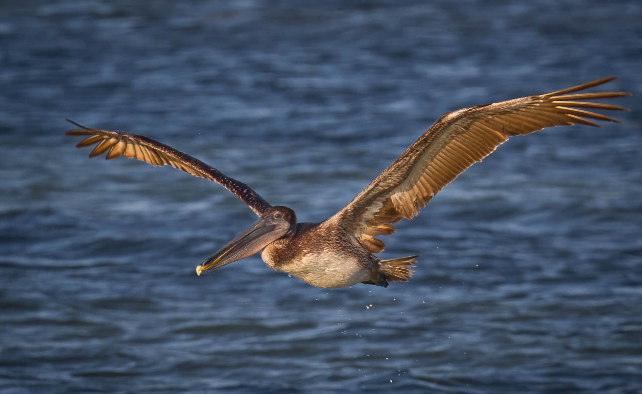 Pelican at breakfast